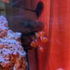 Thumbnail of new posts 132