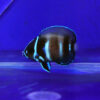 Thumbnail of new posts 046